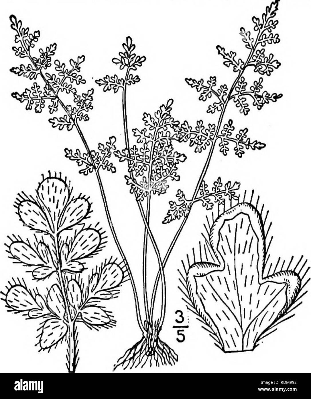 . Eine Illustrierte Flora von der nördlichen USA, Kanada und die britischen Besitzungen, von Neufundland zu den Parallelen der südlichen Grenze von Virginia, und vom Atlantik westwärts zu den 102 d Meridian. Botanik; Botanik. 3. Cheilanthes Feei Moore. Lippe - Farn. Abb. 80. Schlanke Myriopteris griech. Gebühr, Gen. Fil. 150. 1830-52. C. lanuginosa Nutt.; Haken. Sp. Fil. 2: 99. 1858. C. v. griech. Mett. Abh. Senck. Nat. Gesell. 3: 80. 1859. Cheilanthes Feei Moore, Ind. Fil. xxxviii. 1857. Wurzelstock kurz, bedeckt mit schmalen braunen Schuppen gesäumt mit Schwarz. Stipes dicht getuftet, schlank, ca. Stockfoto