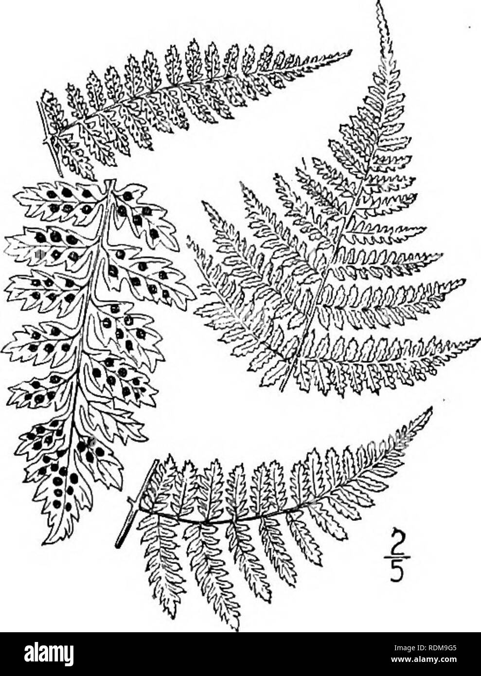 . Eine Illustrierte Flora von der nördlichen USA, Kanada und die britischen Besitzungen, von Neufundland zu den Parallelen der südlichen Grenze von Virginia, und vom Atlantik westwärts zu den 102 d Meridian. Botanik; Botanik. POLYPODIACEAE. Vol.I.. 12. Dryopteris intermedia (Muhl.) Grau. Amerikanische Schild - Farn. Abb. 48. Polypodium intermedium Muhl.; Willd. Sp. PI. 5: 262. 1810. Aspidium Davenp Americanum. Standort. Nat. 12:. 714. 1878. Dryopteris spimdosa var. intermedia Underw. Nat. Farne, Ed.4, 116. 1893. Wurzelstock kriecht. Blätter gleich, die sich in einem kompletten Krone; Stengel, 4'-i4'lon Stockfoto