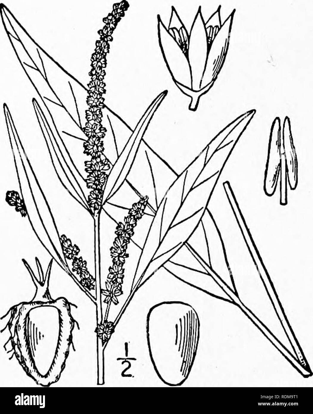 . Eine Illustrierte Flora von der nördlichen USA, Kanada und die britischen Besitzungen, von Neufundland zu den Parallelen der südlichen Grenze von Virginia, und vom Atlantik westwärts zu den 102 d Meridian. Botanik; Botanik. AMARANTHACEAE. Vol. II. I. cannabina Acnida L. Salt-marsh Wasser - Hanf. Abb. 1670. Cannabina Acnida L. Sp. PI. 1027. 1753. A. rusocarpa Michx. Fl. Bor. Standort. 2: 234, Pi, 50. 1803. Saftige Stengel, Stout oder schlanken (manchmal ich' im Durchmesser an der Basis), in der Regel viel verzweigten, I°-I 0° groß, die Zweige aufsteigend. Blätter lanzettlich, acumi - nate, aber in der Regel stumpf-po Stockfoto