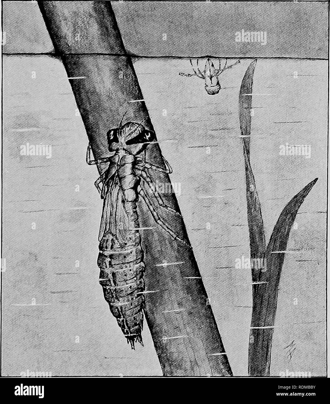 . Wasserinsekten im Staat New York; eine Studie an der entomologic Field Station, Ithaca, N.Y., durchgeführt unter der Leitung von Ephraim Porter fühlte. Insekten; aquatische Insekten; Libellen; Fische. Draffon flv und Rasen ricta CApschna const). Bitte beachten Sie, dass diese Bilder sind von der gescannten Seite Bilder, die digital für die Lesbarkeit verbessert haben mögen - Färbung und Aussehen dieser Abbildungen können nicht perfekt dem Original ähneln. extrahiert. Needham, James G. (James George), 1868-1956; MacGillivray, Alexander Dyer, 1868-1924; Johannsen, O. A. (Oskar Augustus), 1870-1961; Davis, K Stockfoto