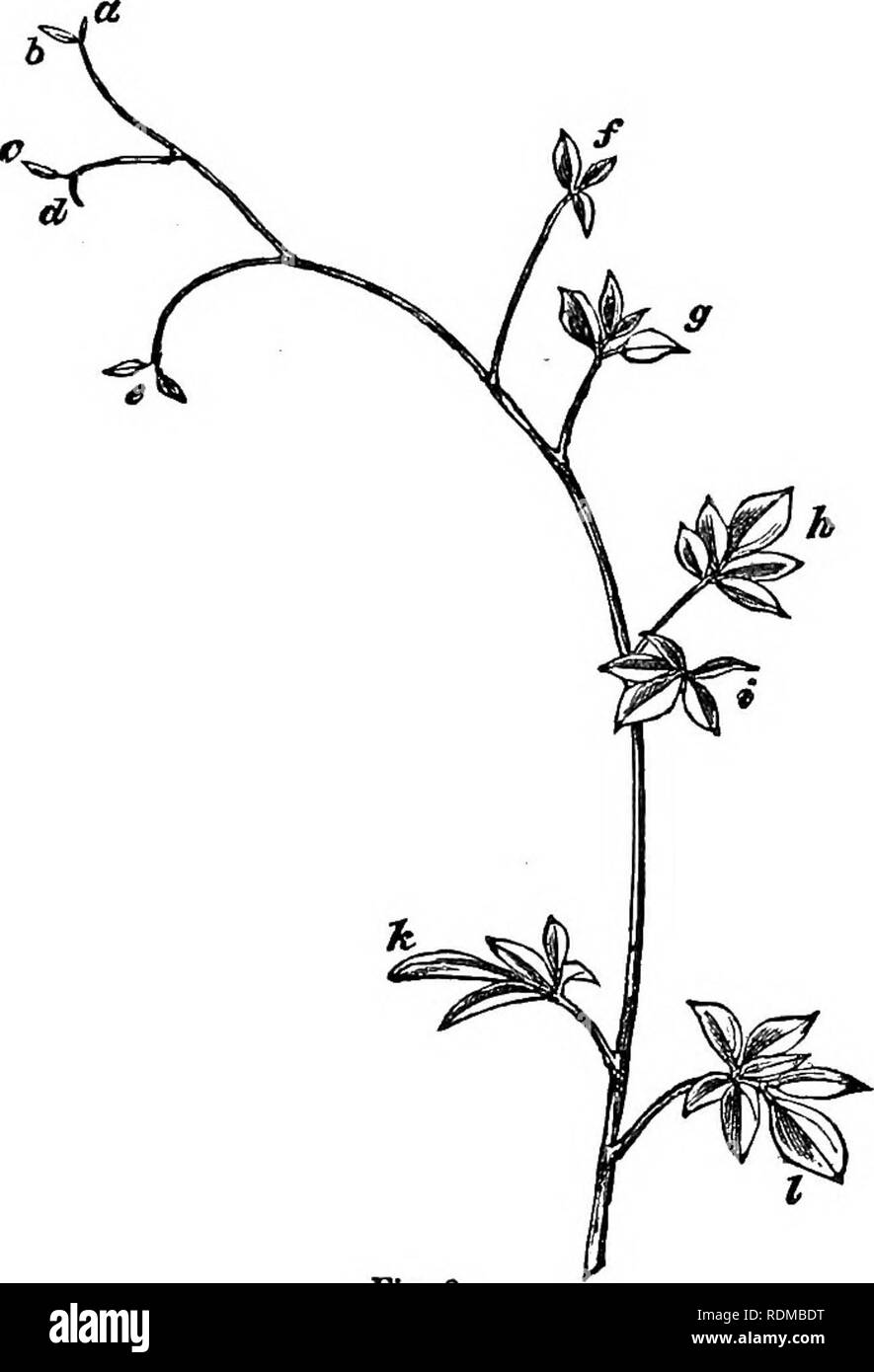 . Die Bewegungen und Gewohnheiten von Kletterpflanzen. Kletterpflanzen; Pflanzen. Kap. III. FUMAEIACE^. 123 deutlich unter 4 krs curyed. Wenn die Schleife wurde entfernt, die Blattstiele richtete sich in etwa in der gleichen Zeit. Der blattstiel (e) war eher weniger empfindlich; und in einem anderen Muster, in dem die zugehörigen. Abb. 3. Cffrydatis cJaviculata. Blatt - Ranke, der natürlichen Größe. blattstiel Bohrung etwas größeren Broschüren, eine Schleife des Gewindes einer wiegen - 8. ein Korn nicht Krümmung verursachen, bis 18 std. abgelaufen war. Schleifen der Thread mit einem Gewicht von einem Viertel des Kornes, links auf der unteren ausgesetzt. Bitte nicht Stockfoto