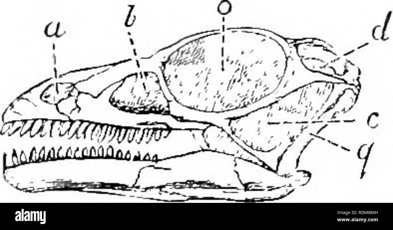 . Die Cambridge Natural History. Zoologie. THEROPODA 421. Abb. 98.- Schädel von Anchisauriis coelurus. x. (Nach Marsh.) ein, Nase Fossa; 6, antorbital. c, infra-zeitlichen, d, supra-zeitlichen, Ando, orbital Fossa; q, quadratische Knochen. Von seinem Fuß-Spuren nur, die zusammen mit drei anderen-toed Spuren in den Sandstein der Connecticut Valley, ursprünglich beschrieben wurden und von Hitchcock als Ornithichnites (t'xi'o herausgefunden? = Track oder Spoor). Einige dieser Aufdrucke sind mehr als ein Fuß, in der Länge, der rechten und linken Spuren folgenden abwechselnd auf eine Dis- nisse der von vier bis sechs Metern. In einigen Fällen Stockfoto