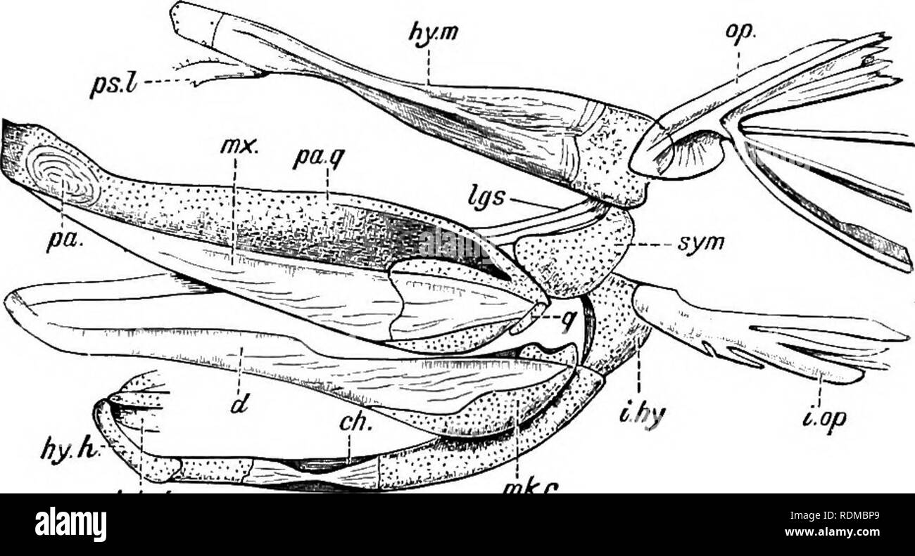 . Die Cambridge Natural History. Zoologie. SKULL 225 dermal Knochen investieren die Rückenseite des chondrocranium, und nur in begrenztem Umfang mit den weniger zahlreichen Membran Knochen der Lachs entsprechen. Zu diesen sind eine Reihe von circum-orbital Knochen und einem großen parasphenoid. Zweifellos das auffälligste Merkmal in dieser Fische ist die primitiven Charakter des Oberkiefers. In Polyodon (Abb. 131) Die palato-quad Preise sind ganz Knorpeligen, und, wie in der Dog-Fish, sie treffen sich in der Vorderseite unterhalb der Basis cranii, wo die beiden durch Bänder verbunden sind. Die sekundäre Oberkiefer ist aber Gebühr Stockfoto