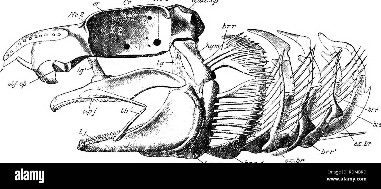 . Die Cambridge Natural History. Zoologie. 208 FISCHE CHAP. Wirbel, und zwischen ihnen die Reste der Chorda dorsalis nachvollziehbar sind in die Schädelhöhle zerstört. Vor dem Okzipitalen Region zwei seitliche bulgings der periotic cajysules zeigen und mehr vorher noch, im trabekulären Region, die Seiten des Schädels geändert werden zwei große seitliche Aussparungen, die Umlaufbahnen, von denen jedes über belowby supra-Orbital und infra-orbital Bergrücken und begrenzt wird, hinter der ein Auswuchs der periotic Kapsel (post-orlital Prozess), und vor durch eine ähnliche Projektion vom hin Stockfoto