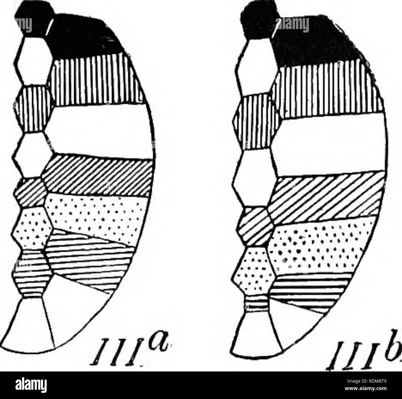 . Die Cambridge Natural History. Zoologie. . Bitte beachten Sie, dass diese Bilder sind von der gescannten Seite Bilder, die digital für die Lesbarkeit verbessert haben mögen - Färbung und Aussehen dieser Abbildungen können nicht perfekt dem Original ähneln. extrahiert. Harmer, S.F. (Sidney Frederic), Sir, 1862-ed; Shipley, A.E. (Arthur Everett), Sir, 1861-1927. Hrsg. [London, Macmillan und Co., Limited, New York, Macmillan Company Stockfoto