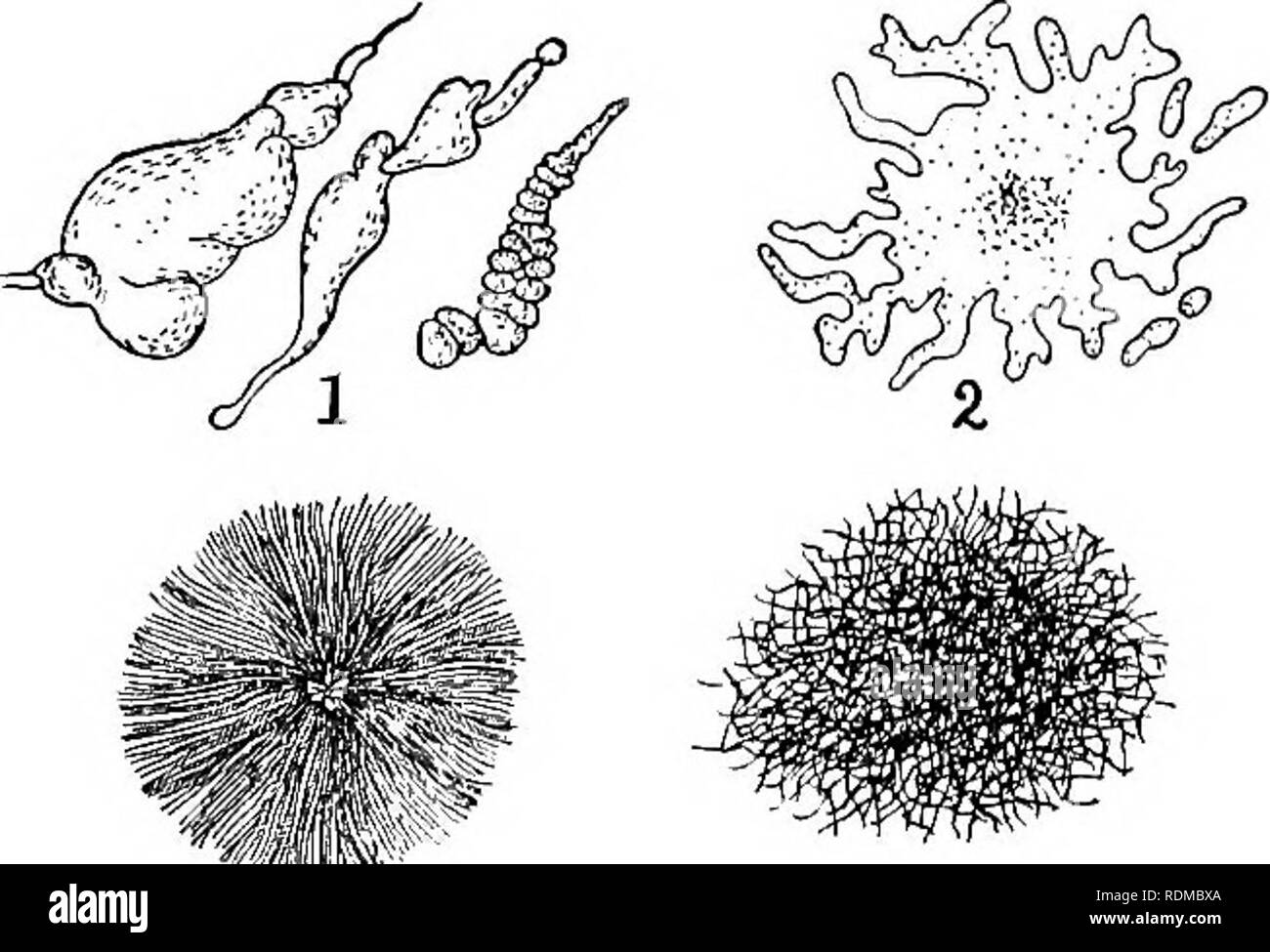 Eine morula Fotos und Bildmaterial in hoher Auflösung Alamy