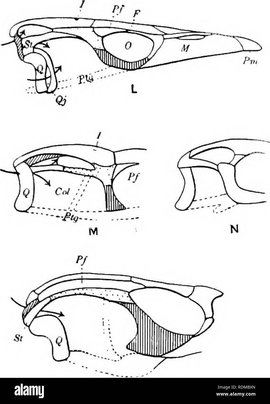 . Die Cambridge Natural History. Zoologie. Qj'. Bitte beachten Sie, dass diese Bilder sind von der gescannten Seite Bilder, die digital für die Lesbarkeit verbessert haben mögen - Färbung und Aussehen dieser Abbildungen können nicht perfekt dem Original ähneln. extrahiert. Harmer, S.F. (Sidney Frederic), Sir, 1862-ed; Shipley, A.E. (Arthur Everett), Sir, 1861-1927. Hrsg. [London, Macmillan und Co., Limited, New York, Macmillan Company Stockfoto