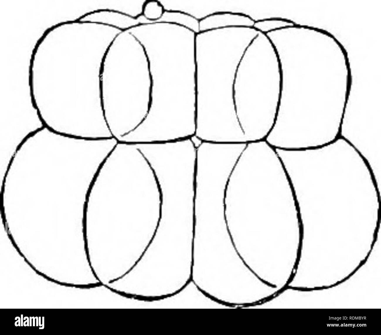 . Die Cambridge Natural History. Zoologie. . Bitte beachten Sie, dass diese Bilder sind von der gescannten Seite Bilder, die digital für die Lesbarkeit verbessert haben mögen - Färbung und Aussehen dieser Abbildungen können nicht perfekt dem Original ähneln. extrahiert. Harmer, S.F. (Sidney Frederic), Sir, 1862-ed; Shipley, A.E. (Arthur Everett), Sir, 1861-1927. Hrsg. [London, Macmillan und Co., Limited, New York, Macmillan Company Stockfoto