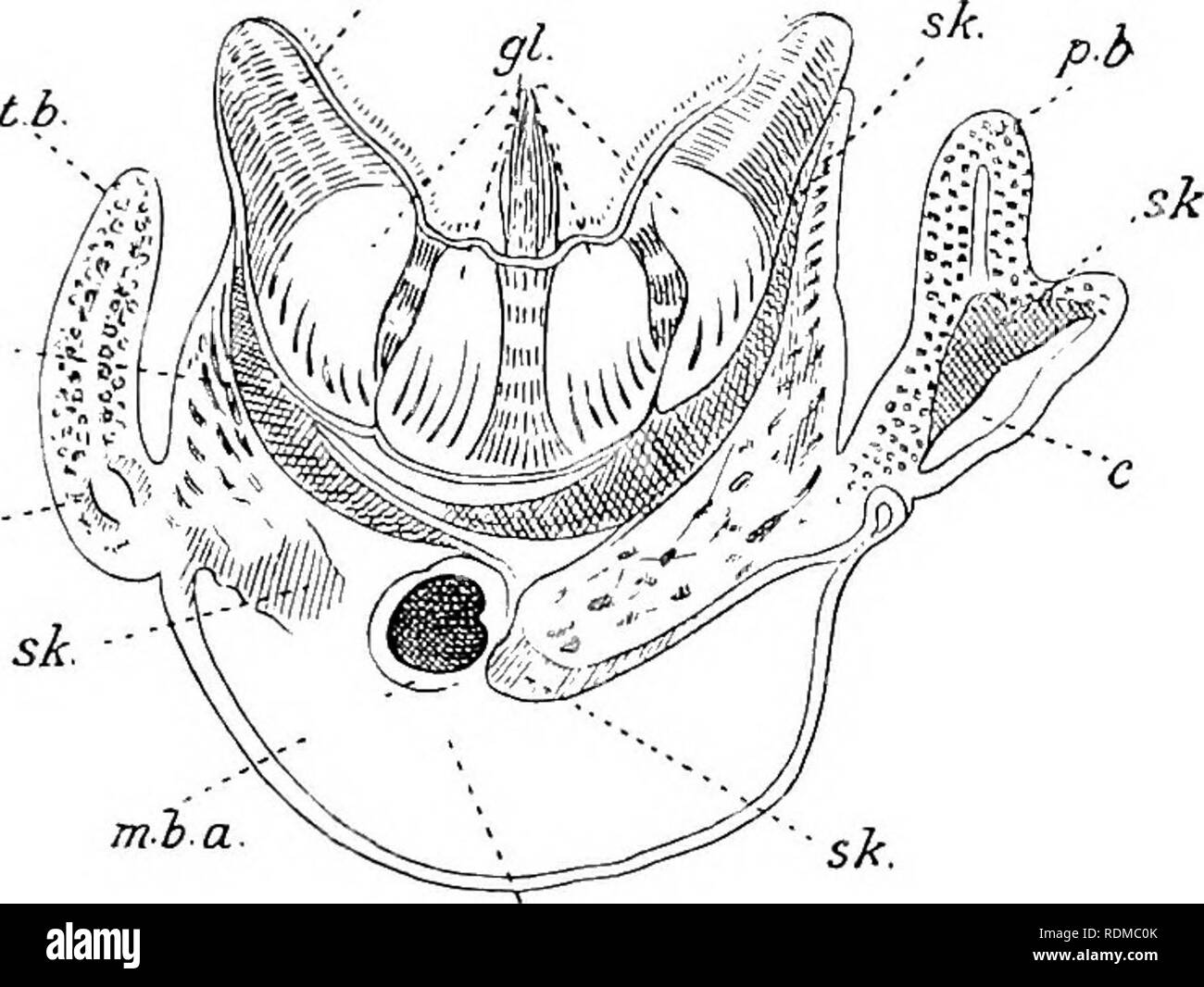 . Die Cambridge Natural History. Zoologie. Speiseröhre - ZÖLOM 123 Rechts und Links zu umzingeln die Vorderseite des pharynx als peripharyngeal Bands. Diese wieder vereinen Dorsal zu bilden die epipharyngeal (oder hyperpharyngeal) Groove, der nach hinten führt, entsprechend der hypopharyngeal Nut unter (siehe Abb. 74, A), bis das hintere Ende der Rachen erreicht ist. Der Rest der einfachen Schluckorgane ist gerade, und kaum in die Regionen differenziert. Eine leichte Verengung der Schlauch hinter den Pharynx wurde gerufen, die Speiseröhre, und eine sk Sk.-. Abb. 76. Front-quer-se Stockfoto