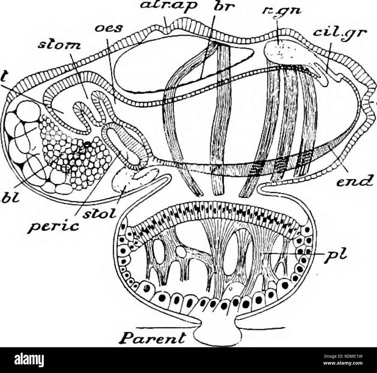 . Die Cambridge Natural History. Zoologie. SALPA LEBEN - Geschichte 107, der für eine Zeit, die durch die phänomenale Aktivität bestimmter Zellen fremder Herkunft maskiert sind, das "kalymmocytes", von der die Eizelle follikelepithel Umgebung abgeleitet. Diese follikuläre kalymmocytes in die Eizelle zu migrieren, Surround Gruppen von blastomeren, und sich so einzurichten, dass sie die wesentliche Struktur der Zukunft Embryo für die Sie bilden, was ein Gerüst oder vorübergehende Unterstützung kann bezeichnet werden reproduzieren. Nach einer Zeit der Blastomeren aktiv geworden sind, vermehren sich rasch, und drücken Sie abschließend auf und absorbieren die Stockfoto