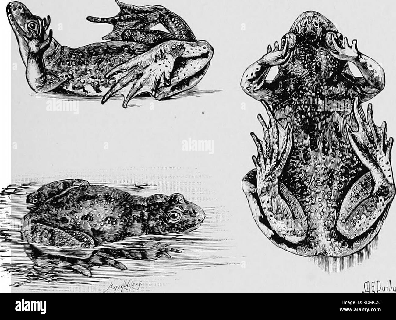 . Die Cambridge Natural History. Zoologie. DISCOGLOSSIDAE IST 5 ersten