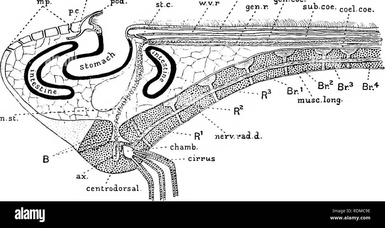 . Die Cambridge Natural History. Zoologie. 5 84 STACHELHÄUTER CRINOIDEA Mund, aus der radialen Schnüre aus gegeben werden, die unter dem ambulacral Nuten (Bild ausführen. 266, nerv. Rad. v). Die Fasern des Nervensystems sind, wie in Asteroidea, direkt unter der Grundlagen des Ektoderms Zellen. Eine große Band der Fasern ist aus zu jedem Podium, die mit der Minute hochheben, jedes mit spitzen Sinn - Haare in der Mitte abgedeckt ist. Wie das Tier wächst, ein anderes Nervensystem bildet sein Äußeres, die aus dem Zölomepithel Wand entwickelt wird, die in den Zellen der pod Nerv. Rad. v wvr - Gei.. Coe. "Gen r, Sut. Coe Stockfoto