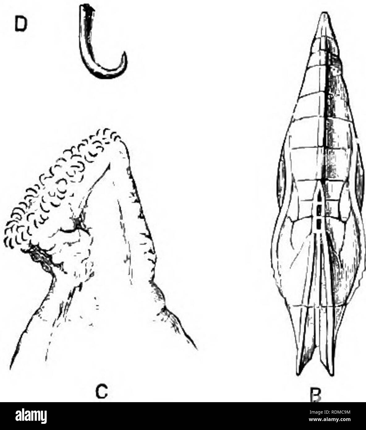 Nymphalidae gattungen Fotos und Bildmaterial in hoher Auflösung Alamy