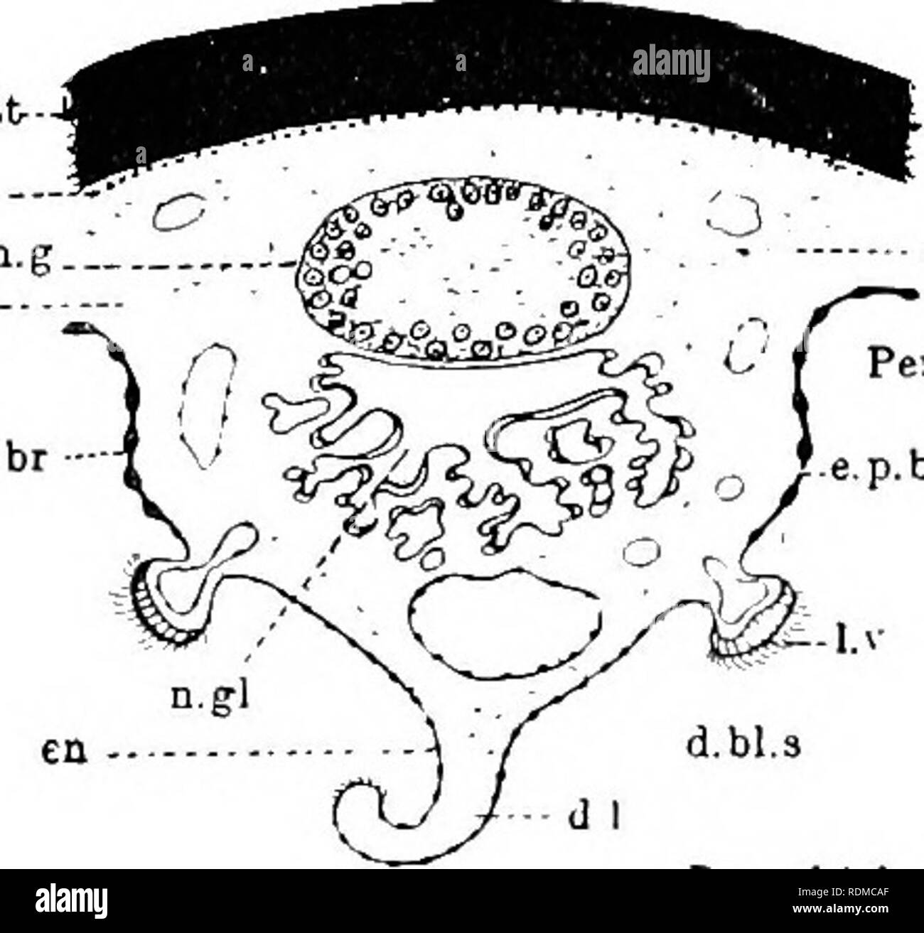 Die Cambridge Natural History Zoologie N B J A A A A A S Mintle Ich Peribranchial Hohlraum E S Br Gt C 7 2 L W S P I E