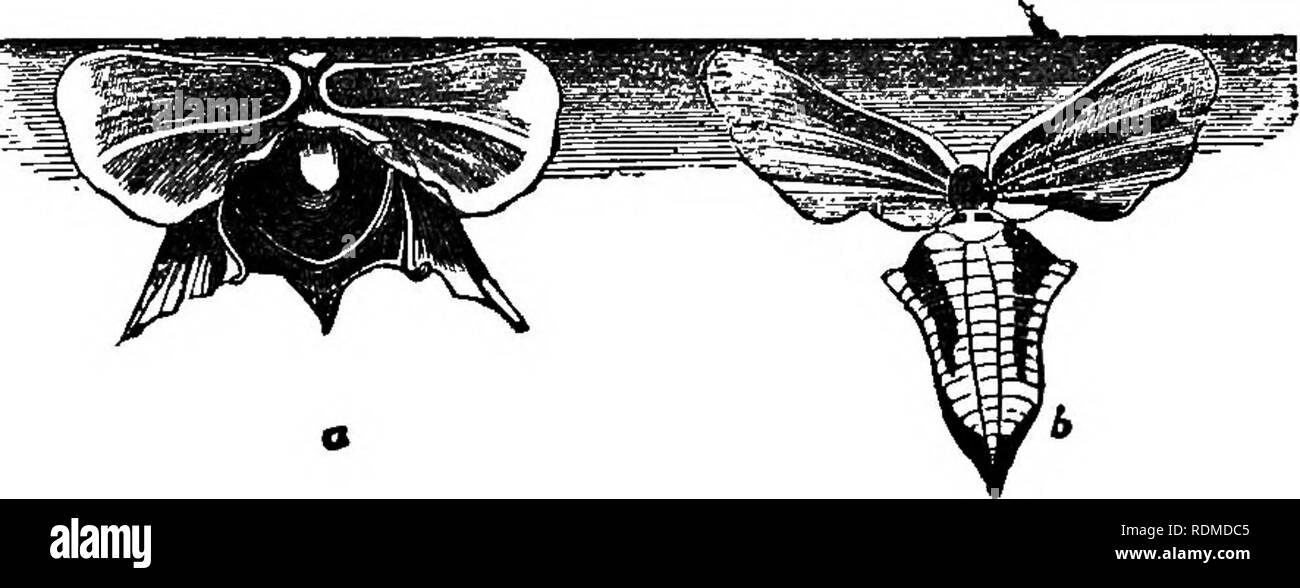 . Die Wunder der großen Tiefe, oder, um die physischen, Tier, geologischen und pflanzliche Kuriositäten auf den Ozean. Ozean; Meerestiere; Marine Pflanzen. 364 DAS MEER. und im Indischen Ozean von zwei oder drei Arten fast Allied in Struktur, aber mit einem gläsernen Shell eingerichtet. Einer dieser Namen Hyalm tridentata;. Glas Schalen. {JTyalea tridentata und Cleodora pyramxdata.) seine Schale klein ist und etwas kugelig, ähnlich einem Muscheln ohne Scharnier; Der konsolidiert werden und mit drei Stacheln bewaffnet; die Seiten haben einen schmalen Spalt, durch den ein semi-trans-parent Membran pr Stockfoto