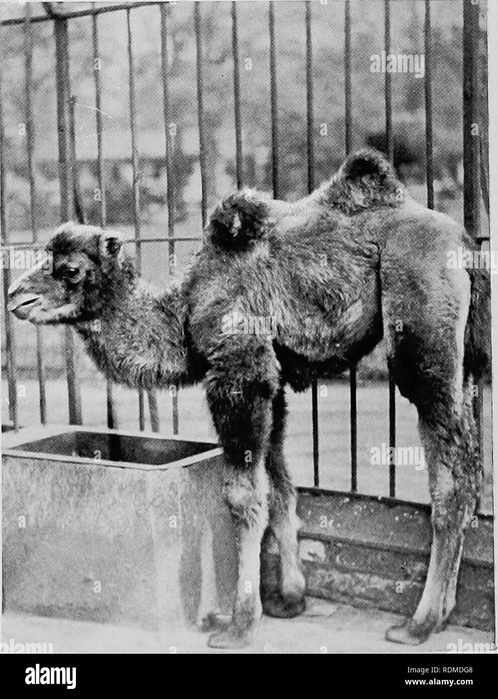 . Säugetiere von anderen Ländern;. Säugetiere. Foto von Charles Knight'} Ijildershot BACTRIAN CAMEL Tic nützlichsten Transport Tier der Zentralen jisia der Die Lamas Lamas sind humpless Kamele und zu den westlichen und südlichen Teilen von Südamerika beschränkt. Zwei wilden und domestizierten Arten sind bekannt. Der Name Lama, itshould erwähnt werden, gehört zu den domestizierten Tiere mit diesem Namen. Die Vicuwa Dies ist die kleinere der beiden wilden Arten. Vicufias leben in Herden in den Bergregionen Perus, die Wohnung während der nassen Jahreszeit hoch inmitten von Felsen und Abgründe, in der Nähe der Region perpetua Stockfoto