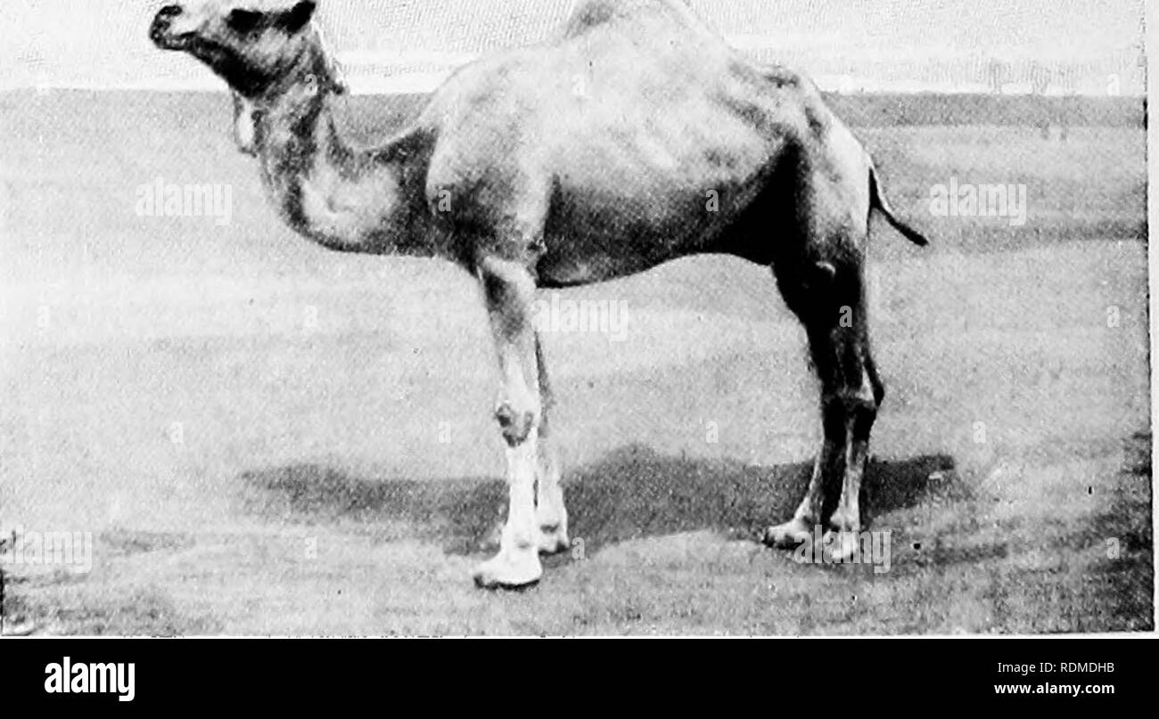 . Säugetiere von anderen Ländern;. Säugetiere. Ein weißes Kamel einen hellen Sandstrand ist Tht gemeinsame Farbe, obwohl "Weiß, Grau, bro^ wn, und Schwarz auftreten; aber schwarze Kamele sind von den Arabern zu er wertlos das Kamel STAMM UND DER CHEFROTJINS von W. S. PYCRAFT, A. L. S,, F.Z.S. gehalten Die Kamele und Lamas, die zusammen die Gruppe, bilden eine sehr Dis- tinct Abschnitt der Großen assem - blage der Tiere bekannt als Wiederkäuer, oder Cud-chevvers. Das Kamel Stamm sind eigenartige unter den Wiederkäuern in, dass Sie niemals Hörner besitzen, und der Magen ist nur in drei statt vier COM-partments unterteilt dieses di Stockfoto