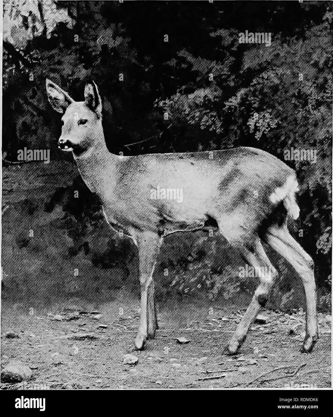 . Säugetiere von anderen Ländern;. Säugetiere. Der Sumpf - Hirsche, die wahre Barasingh von Indien, von der Kaschmir Hirsch, die oft lose Barasingh genannt wird, ist eine reine liebenden Arten, in verschiedenen Teilen Indiens gefunden, und von Hand - einige Geweih, das Lager so viele wie von 10 auf 16 Punkte aus. Dies ist ein grosses, schweres Reh, Stand-ing fast 4 Fuß am Widerrist und Wiegen - so viel wie 560 lbs. Im Sommer Fell ist Licht rufous, mehr oder weniger mit weißen beschmutzt. Der Winter Fell ist gelblich braun. Ein in der Nähe von relativ zu dieser Hirsch ist schomburgk's Rotwild, im Norden von Siam gefunden. Das geweih der t Stockfoto