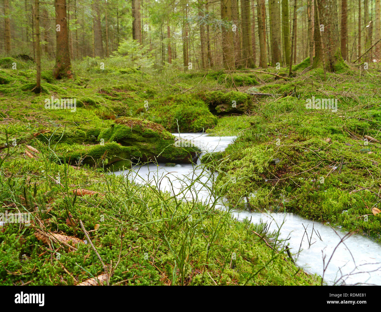 Landschaft mit Wald und Matt stream Stockfoto