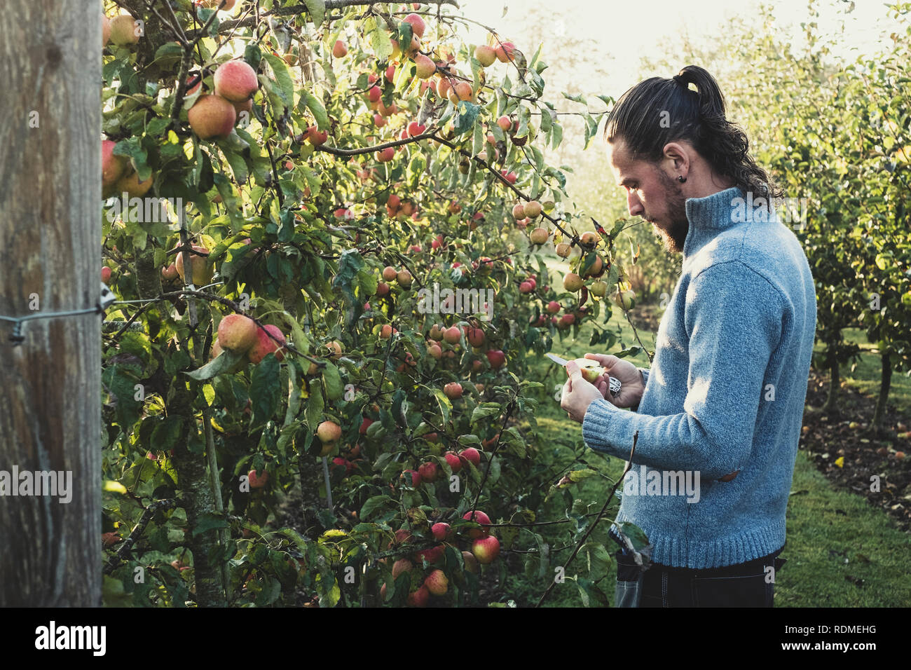 Mann in Apple Orchard, Äpfel vom Baum pflücken. Apfelernte im Herbst. Stockfoto