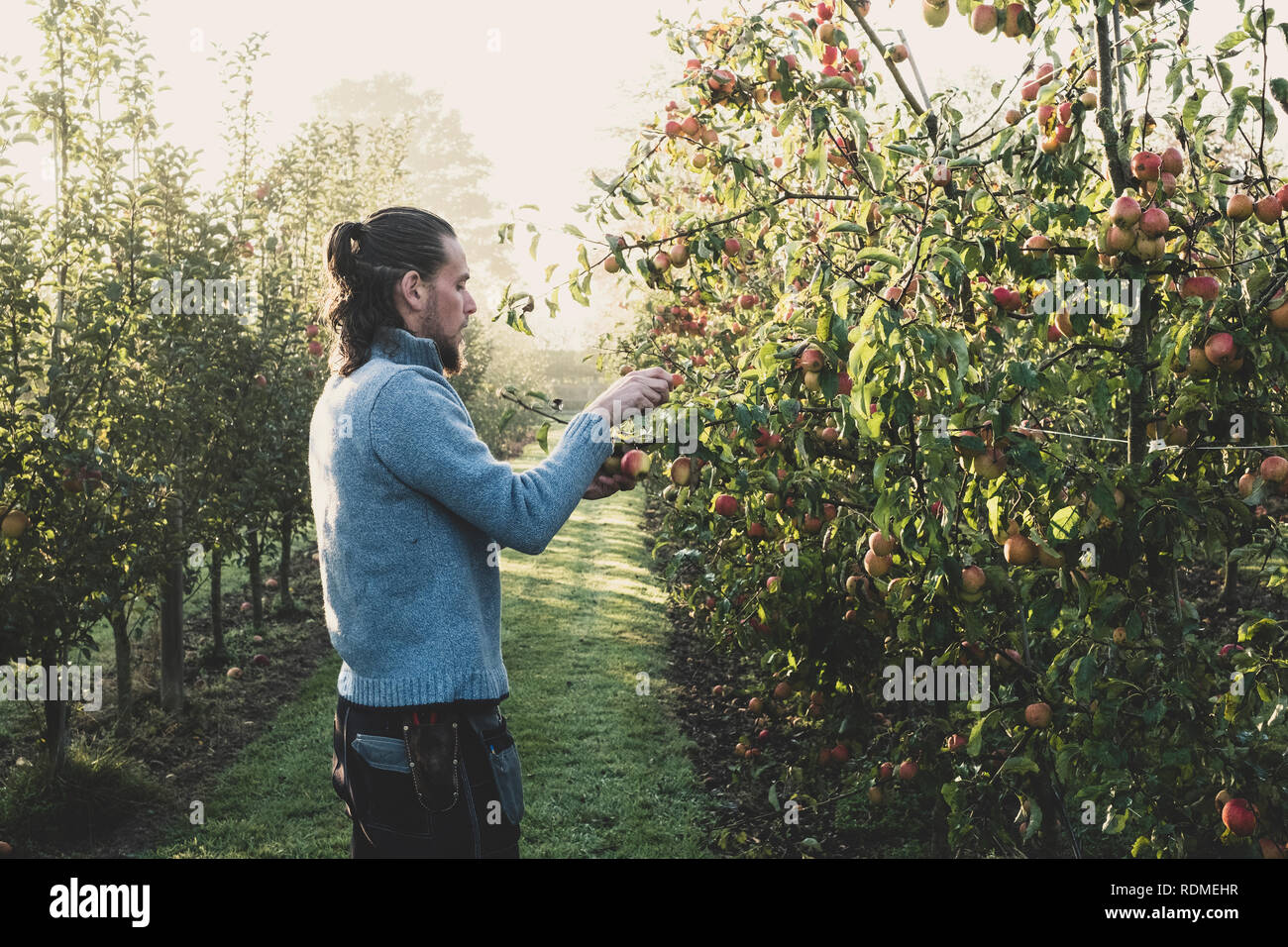 Mann in Apple Orchard, Äpfel vom Baum pflücken. Apfelernte im Herbst. Stockfoto