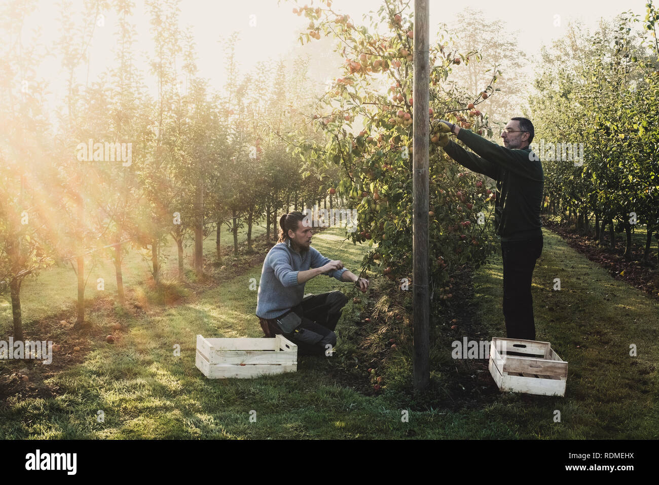 Zwei Männer in Apple Orchard, Äpfel vom Baum pflücken. Apfelernte im Herbst. Stockfoto
