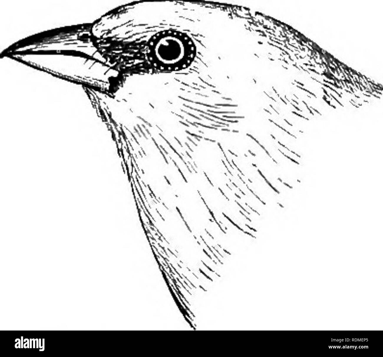 . Die Vögel von Illinois und Wisconsin. Vögel, Vögel. Jan., 1909. Vögel von Illinois und Wisconsin - Cory. 195 Unter teilen, ganz gelb (männlich), oder die Kehle, Gelb; unter Teile, Matt olive Grau (weiblich); Flügel und Schwanz, schwarz, mit weiß markiert; Gelb auf unter Teile variiert stark, je nach Alter und Saison. Astragalinus tristis. American Goldfinch. Yellowbird. Siehe Nr. 242. Unter Teile, helles Rot, oder mit Rot gefärbt; zurück, Grün; Krone, blau. - Passerina ciris {männlich). Painted Bunting. Raiders. Siehe Nr. 277. Unter Teile, grünlich; zurück, Grün. Passerina ciris (weiblich). Painted Bunting. Siehe Nr. Stockfoto