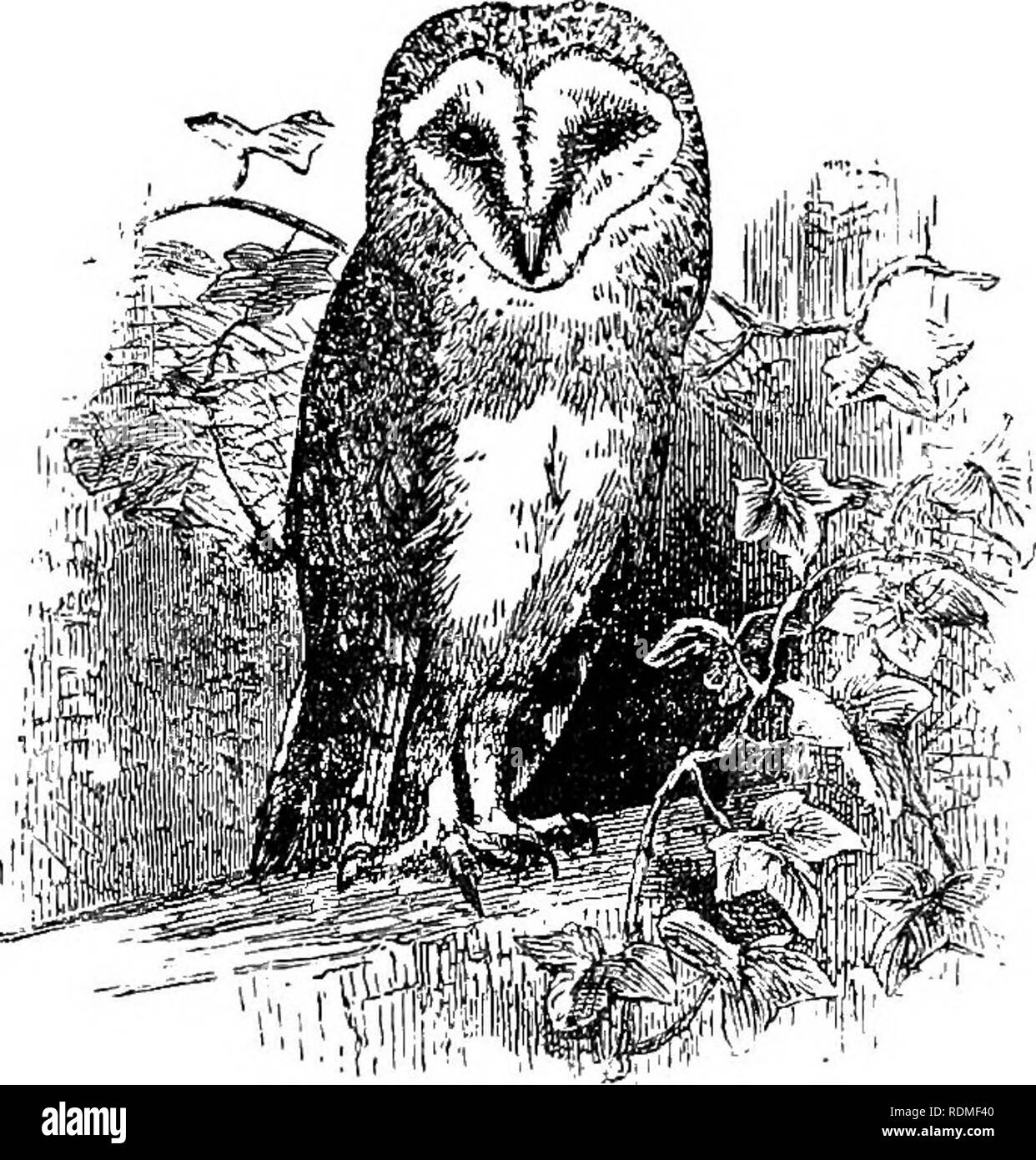 . Die Vögel von Illinois und Wisconsin. Vögel, Vögel. Jan., 1909. Vögel von Illinois und Wisconsin - Cory. 157 GRUPPE 3. Flügel, 11 bis r-] Zoll lang. Zurück, nicht stark gesperrt oder gesprenkelt mit weißlich; erste und zweite Primaries, "gekerbte" oder emarginate; Ohrbüschel, sehr klein, kaum spürbar. Asio Flammeus. Sumpfohreule. Siehe Nr. 175. Zurück, fein meliert mit Weißlichen (nicht stark ausgeschlossen); Kopf, mit ohrpinsel ein Zoll oder mehr lange; das erste primäre nur, "gekerbte." Asio wilsonianus. Amerikanische Waldohreule. Siehe Nr. 174. Allgemeine Gefieder, Umbra Braun, Gefleckte und verjähren mit whiti Stockfoto