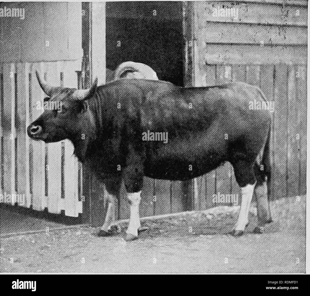 Saugetiere Von Anderen Landern Saugetiere Die Hohle Horned