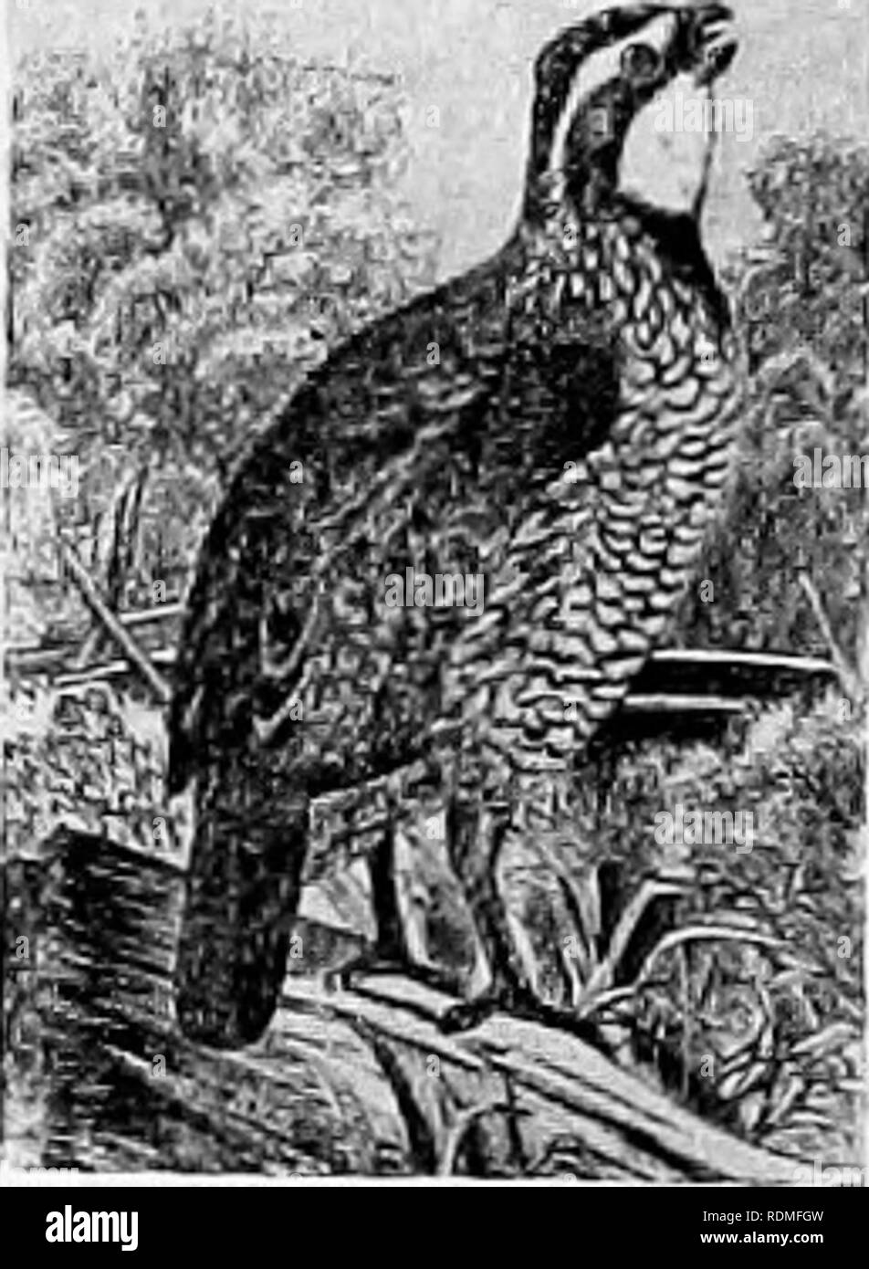 . Die Vögel von Illinois und Wisconsin. Vögel, Vögel. Familie TURDID. S;. Amseln, Rotkehlchen, Drosseln. Siehe Seite 271. Teil 2. Erste primäre, mehr als halb so lang wie Dritte. V-I-V-Zehen, vier, Hind toe nicht über den Rest erhöhten; Nasenloch, Öffnung in einem weichen, fleischigen Membran; Tarsus, die in der Regel kürzer als die Zehen. Familie COLUMBID. Ffi. Tauben und Tauben. Siehe Seite 139. Zehen, vier, die Hinterbeine toe erhöht über dem Rest; Bill, eher kurz und stämmig; Flügel, kurze und etwas gerundet, die äußeren Vorwahlen gebogen.. Bitte beachten Sie, dass diese Bilder aus gescannten Seite Bilder, die Grabung wurden extrahiert werden Stockfoto