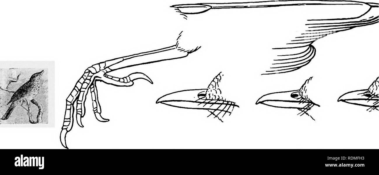 . Die Vögel von Illinois und Wisconsin. Vögel, Vögel. 28 Field Museum of Natural History - Zoologie, Vol. IX. Familie TURDID. S;. Amseln, Rotkehlchen, Drosseln. Siehe Seite 271. Teil 2. Erste primäre, mehr als halb so lang wie Dritte. V-I-V-Zehen, vier, Hind toe nicht über den Rest erhöhten; Nasenloch, Öffnung in einem weichen, fleischigen Membran; Tarsus, die in der Regel kürzer als die Zehen. Familie COLUMBID. Ffi. Tauben und Tauben. Siehe Seite 139. Zehen, vier, die Hinterbeine toe erhöht über dem Rest; Bill, eher kurz und stämmig; Flügel, kurze und etwas gerundet, die äußeren Vorwahlen gebogen.. Bitte beachten Sie, dass diese Bilder sind ext Stockfoto