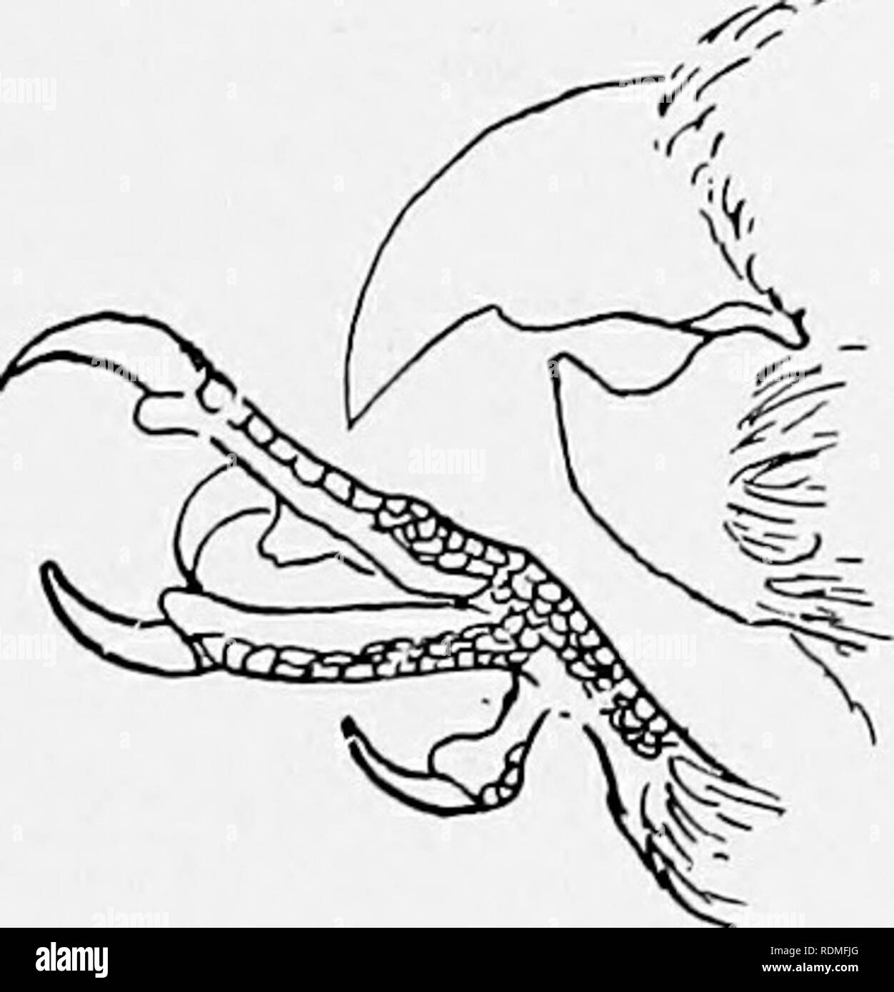 . Die Vögel von Illinois und Wisconsin. Vögel, Vögel. Zehen, vier, zygodactyle (zwei vorn und zwei hinten); Bill, mit Cere (Haut - wie auf Basis von Bill). Familie PSITTACIDiE. Papageien und Paroquets. Siehe Seite 160. Bill, starken, gezahnten nahe dem Ende und ausgesprochen angespannt; Tarsus, scutellate; Schwanz, abgerundet. Aber zwei Arten kommen mit uns, gräulich Vögel mit schwärzlich Flügel und Schwanz, und ein dunkler Streifen durch das Auge. Familie LANIIDjE. Würger. Siehe Seite 226. Bill, flach und breit an der Basis; Spitze, mit kleinen Haken; nunierous Schwarze Borsten an der Basis der Rechnung; zurück von Tarsus, gerundet; Flügeln und langen Stockfoto