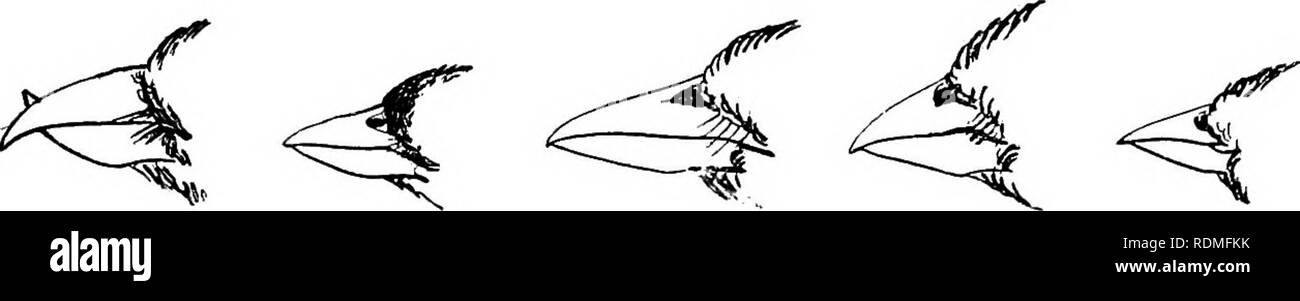 . Die Vögel von Illinois und Wisconsin. Vögel, Vögel. Jan., 1909. Vögel von Illinois und Wisconsin - Cory. 123 Bill, spitz; erste primäre, nicht short; Basis von Bill, Verlängerung auf und teilt die Federn von der Stirn, Nase, ausgesetzt; äußere Schwanzfedern, kürzer als der mittleren Federn. Familie ICTERID.^. Orioles. Siehe Seite 179. Oriole.. Erste primäre, nicht kurz, nie weniger als zwei Drittel so lang als zweite oder dritte; Bill, Stout und Konischen; in der Nähe der Nasenlöcher, culmen, Vorwahlen, 9; Tarsus, hinter abgeflacht. Familie FRINGILLID.^. Spatzen, Finken, Fichtenkreuzschnabel, und Wimpel. Siehe Seite 190.. Plädoyer Stockfoto