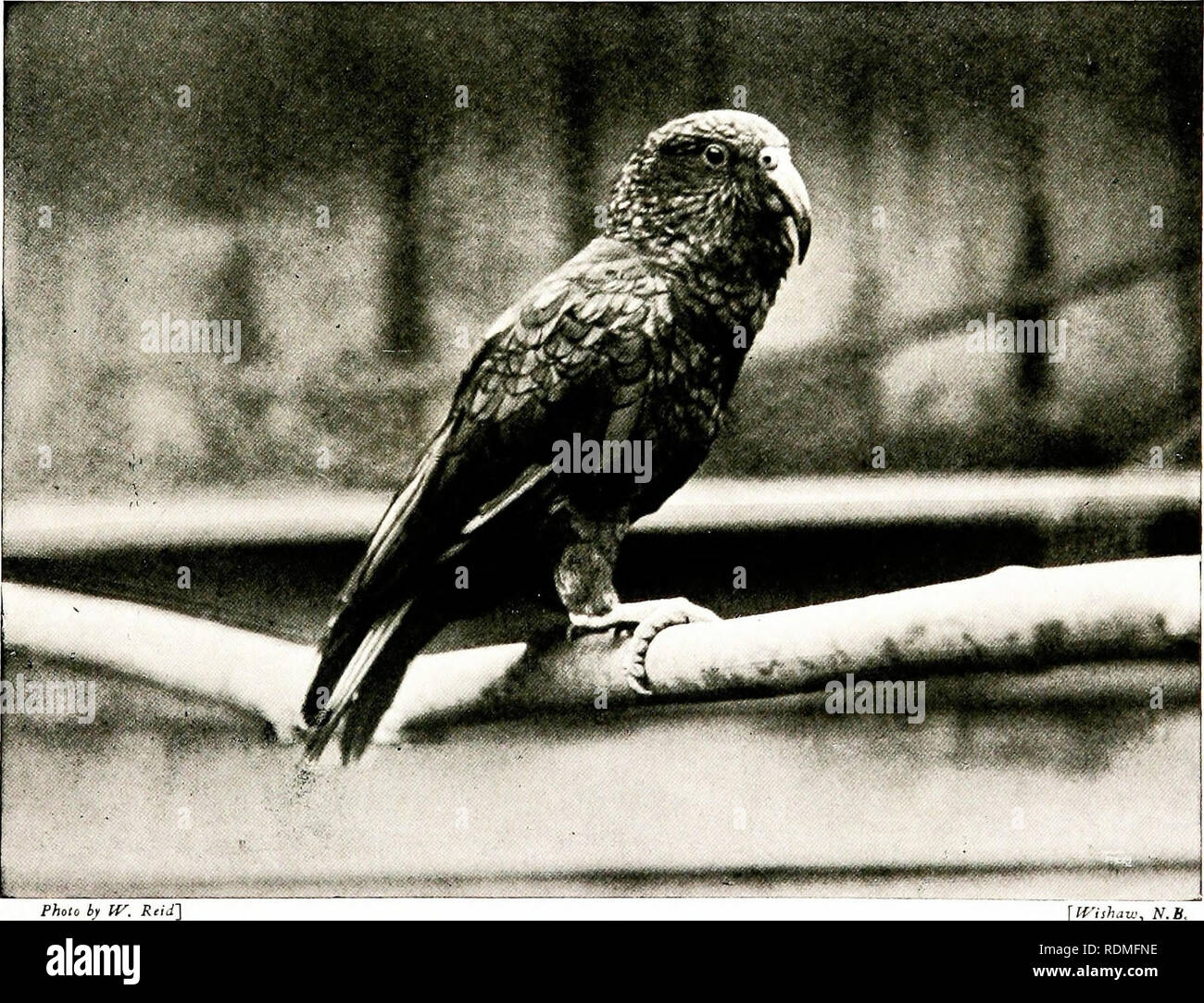 . Vögel in anderen Ländern, Reptilien, Fische, gelenkige Tiere und niedrigeren Formen;. Zoologie; Vögel, Reptilien und Fische. C H A P T1^: R X ICH Papageien, Kuckucke, JXD WEGERICH - Esser Papageien die Kunst der Zähmung wilder Tiere", schreibt^ Ir. In Jcnks liis " IIistor v von Prilitics", • "und tlicm im Sinne der Menschen dienen, ist einer der größten tlie tlie diseo - Erics der Welt." Er lieilds - und es kann wenig Frage nach ihrer Angemessenheit werden - "dass der Domestizierung von Tieren con' das Wilde Pack erted in die patriarchale Stamm," und daß die frühesten domestizierte Tiere Stockfoto