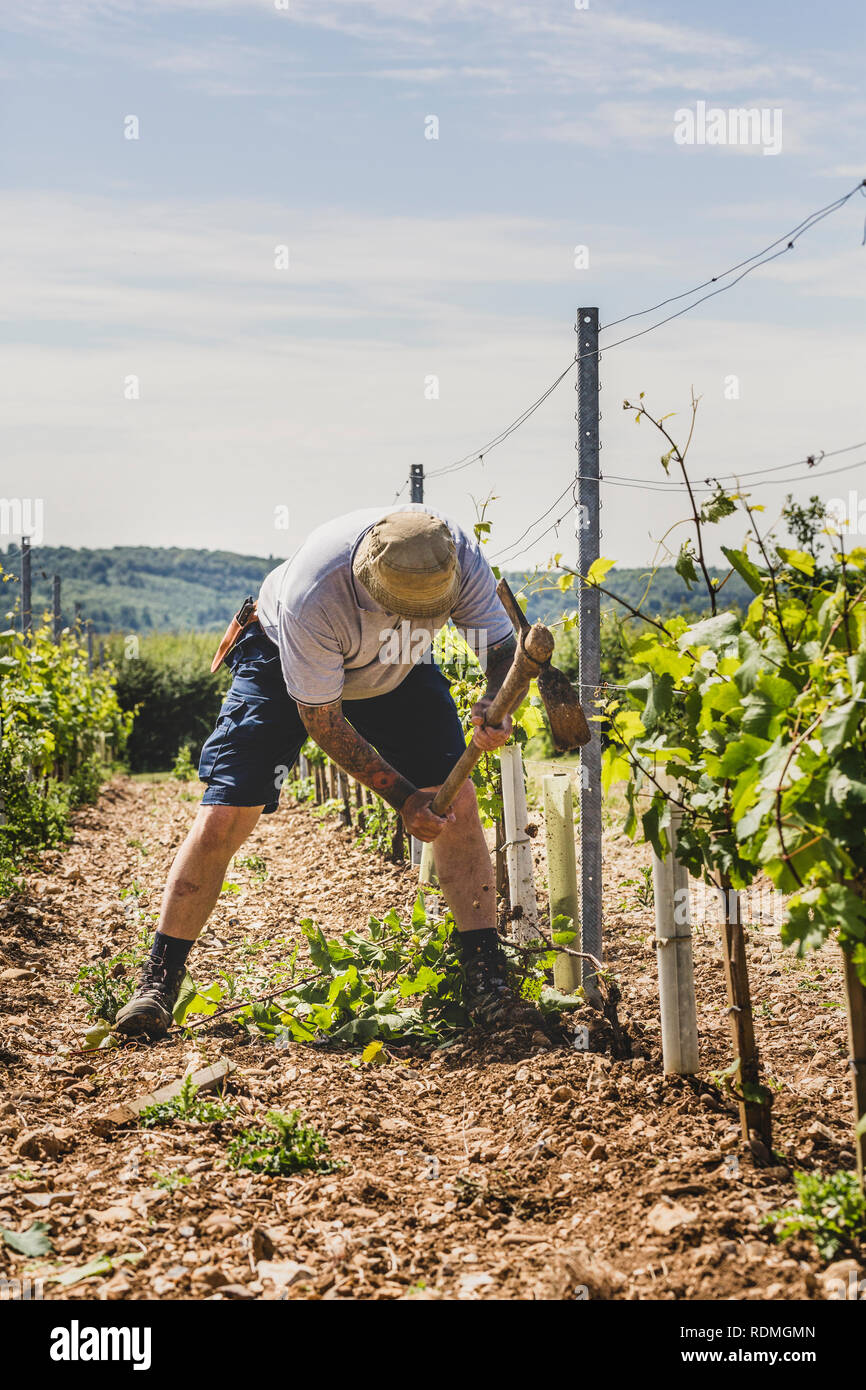 Mann, der zwischen den Reihen von Reben im Weinberg, Arbeiten am Boden mit einer Spitzhacke. Stockfoto