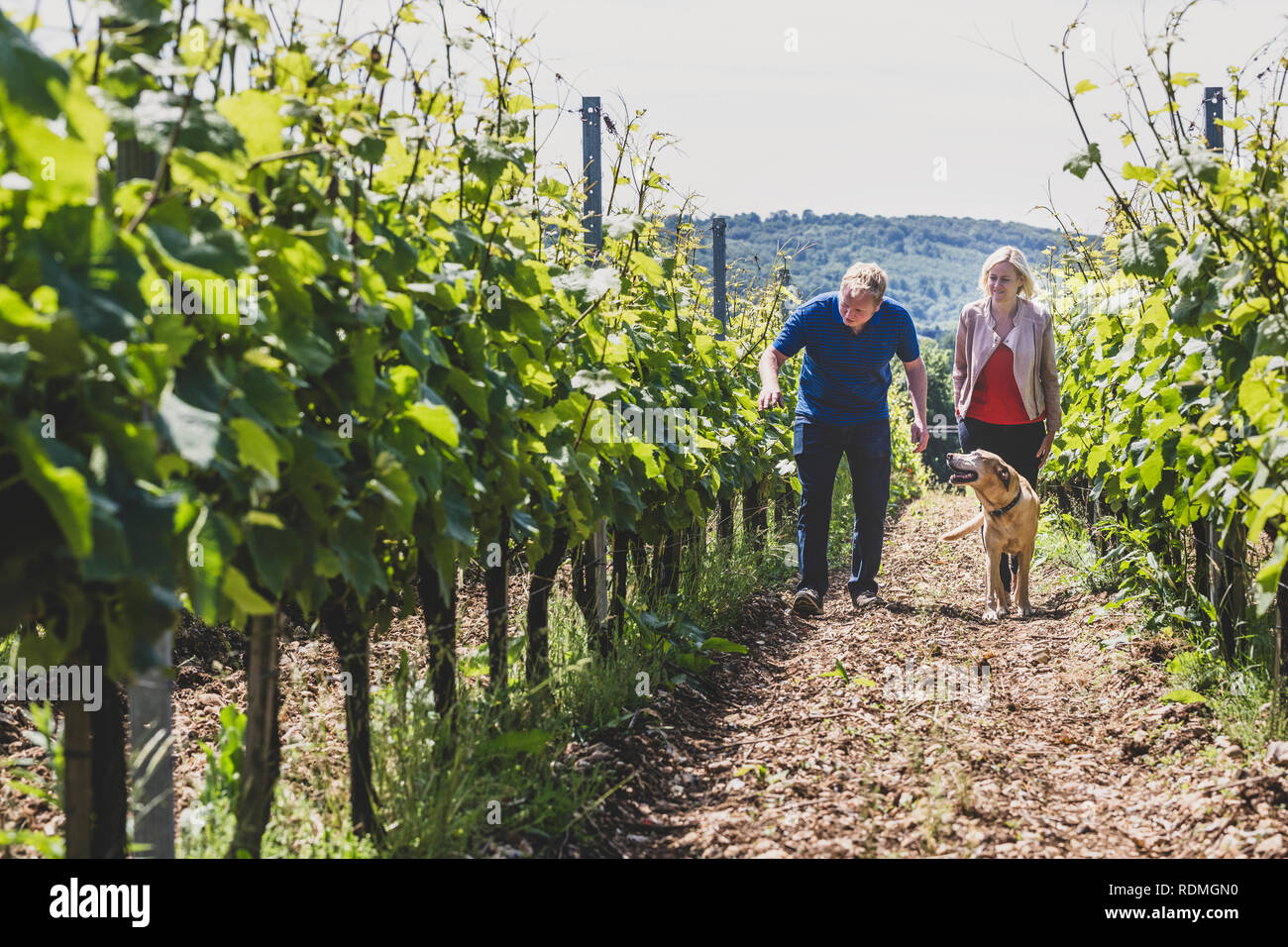 Mann, Frau und Hund entlang Reihen von Reben auf einem Weingut, Winzer Inspektion der Kulturen auf einem Hügel. Stockfoto