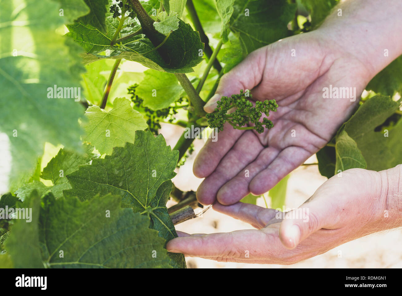 Hohen Winkel in der Nähe der Hände, die Haufen von baby Trauben auf einer Rebe in einem Weinberg. Stockfoto