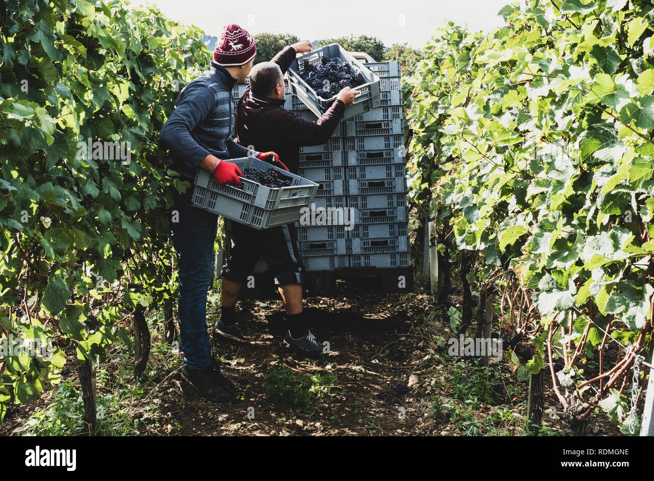 Zwei Männer stehen in einem Weinberg, Ernte Trauben von schwarzen Trauben, Stapeln grauen Kunststoffkisten. Stockfoto