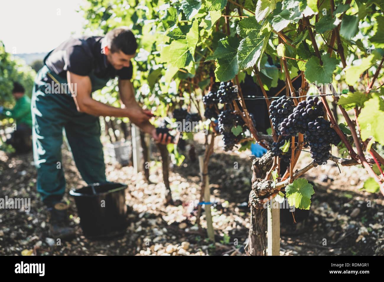 Mann in einem Weinberg, Ernte Trauben von schwarzen Trauben. Stockfoto
