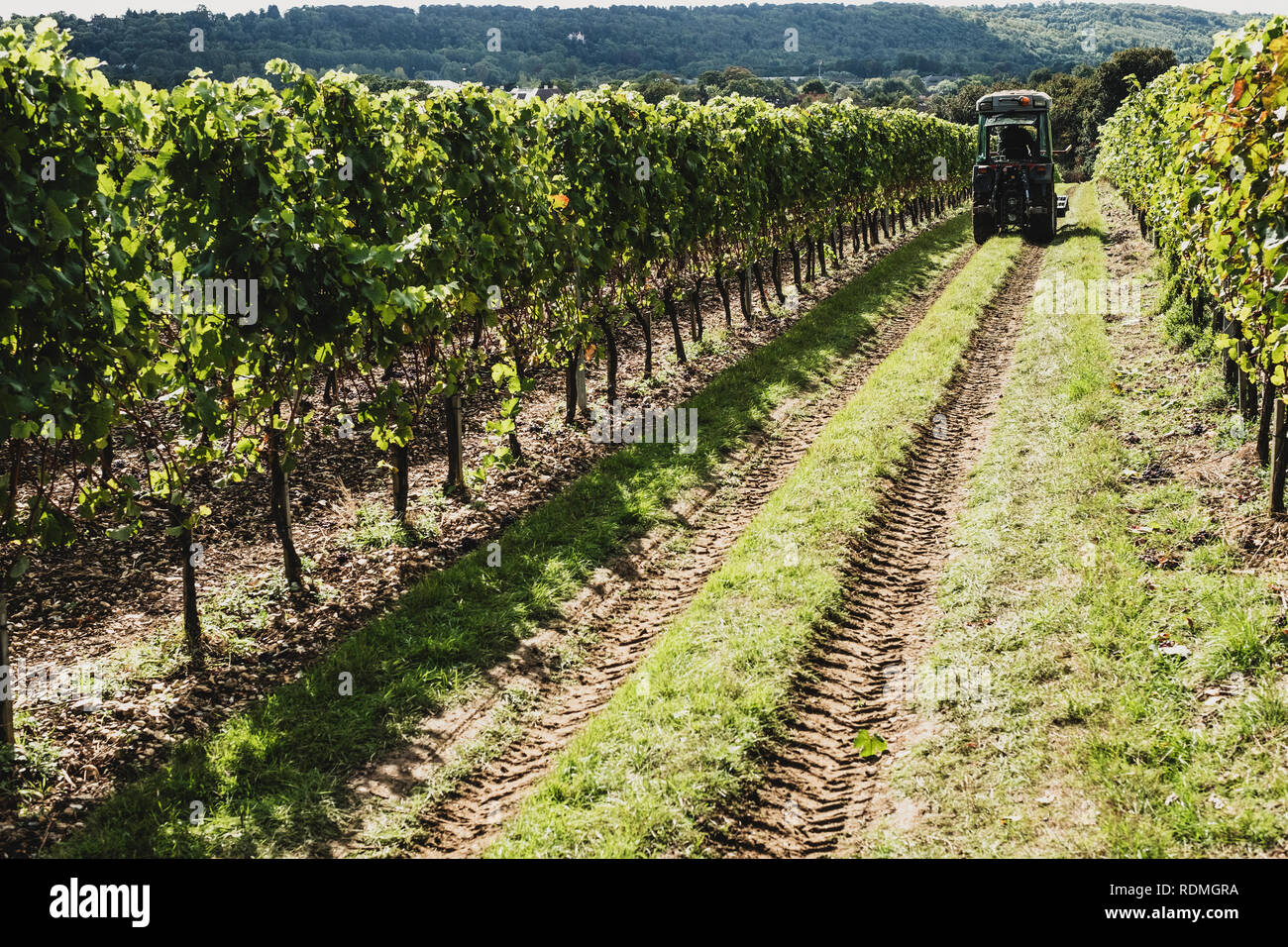 Blick entlang Reihen von Reben auf einem Weinberg mit dem Traktor in der Ferne. Stockfoto