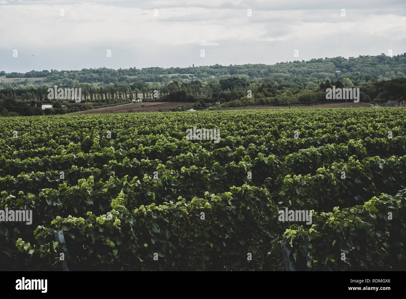 Blick entlang Reihen von Reben auf einem Weinberg unter einem bewölkten Himmel. Stockfoto