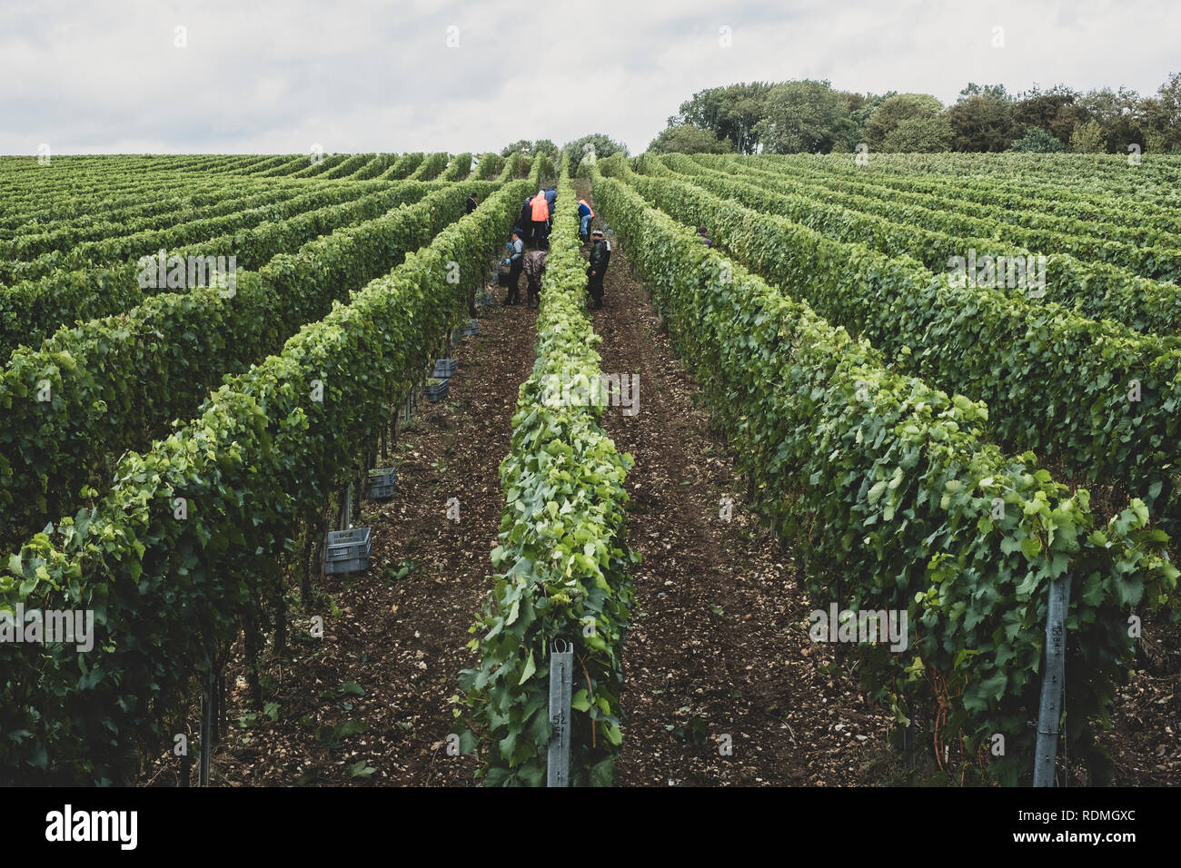 Blick entlang Reihen von Reben auf einem Weinberg mit Menschen Kommissionierung Trauben in der Mitte der Abstand. Stockfoto