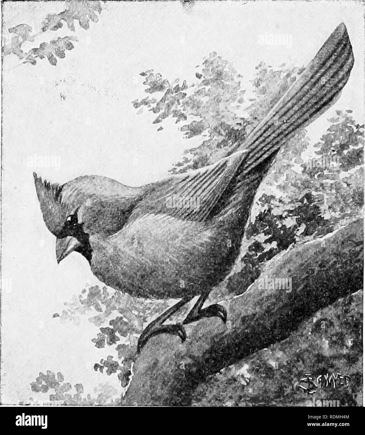 . Die American Natural History: eine Stiftung für nützliches Wissen der höheren Tiere von Nordamerika. Natural History. 198 BESTELLUNGEN VON VÖGELN - PERCHERS UND SÄNGER Eindringlinge aus getötet werden, desto besser für alle anderen Vögeln. Sie können hergestellt werden, um zu dienen sowie Hauptfächern für das Präparieren in die Schule, und für laienhafte taxidermists; und sie machen ausgezeichnete Nahrung für in Gefangenschaft gehaltenen Falken, Eulen, kleine Raubtiere, und lebende Schlangen auf mehrere Arten. Die Einführung dieser Vogel kann auch eine ernste Warnung gegen jede weitere med-dlings mit der Natur auf dieser Linie dienen. An erster Stelle, es nie Ex Stockfoto