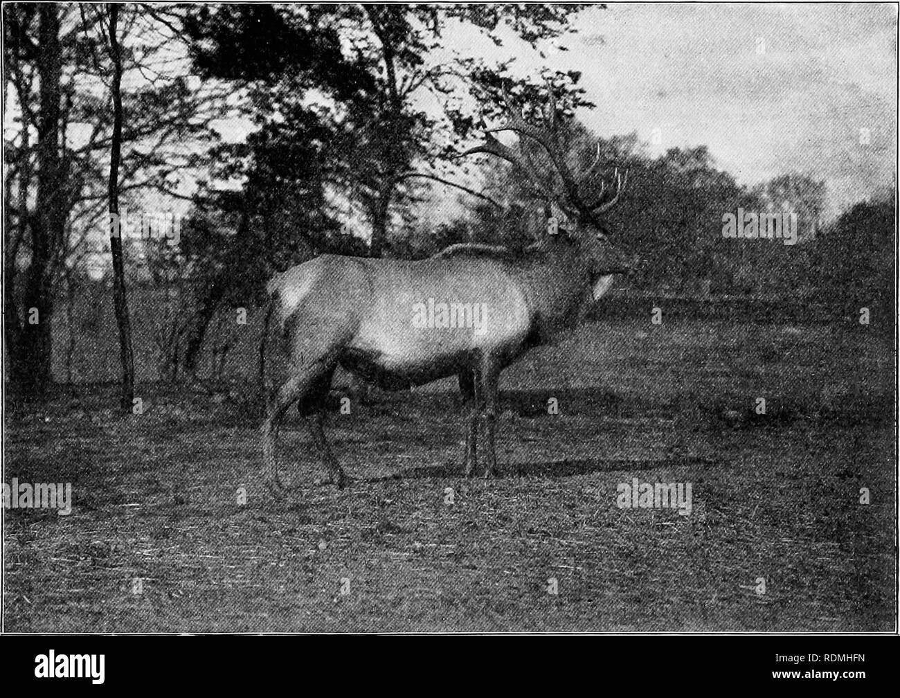 . Die American Natural History: eine Stiftung für nützliches Wissen der höheren Tiere von Nordamerika. Natural History. Die AMERIKANISCHE ELK 121 Stirn, Nacken und Schultern, ohne seine dimin - ishing seine Energie. Einsame Dollars in kleinen Gehege sind die meisten Dan-gefährlich. Wo Deer Run in einer großen Herde, die Gefahr ist viel weniger; aber wenn eine Herde-buck beginnt Menschen mit den langsamen Fortschritt der Faustkämpfer, Lippen und Nase zu, Ohren zurück gelegt, und trotzig snorting, ihn auf einmal, oder Säge aus seinem Geweih in der Nähe seinen Kopf, bevor er Unfug. gesperrt, wilde Rehe sind viel Gi Stockfoto