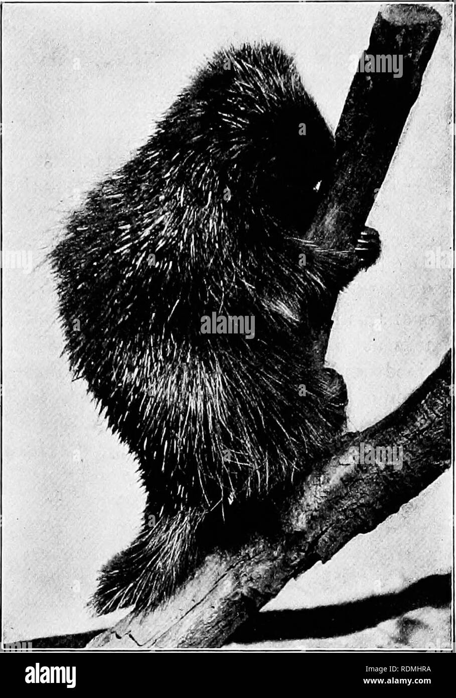 . Die American Natural History: eine Stiftung für nützliches Wissen der höheren Tiere von Nordamerika. Natural History. Stachelschweine UND KANINCHEN 95 Ein "Igel", weil dies kein Nagen - ing Tier, aber eine kleine, schwache, Insekt - Esser, die nicht Amerika bewohnen. Ein Stachelschwein gewachsen ist etwa zwanzig mal so groß wie die gemeinsamen europäischen Igel. Stachelschweine können ihre Federn, nicht einmal für einen Zoll nicht schießen, und die Idee, dass Sie nicht mehr - oder überhaupt haveâis völlig falsch. Wenn Sie angegriffen werden, ihre Verteidigung besteht in der Errichtung ihre Federn, und schnell fällt eine starke sidewi Stockfoto