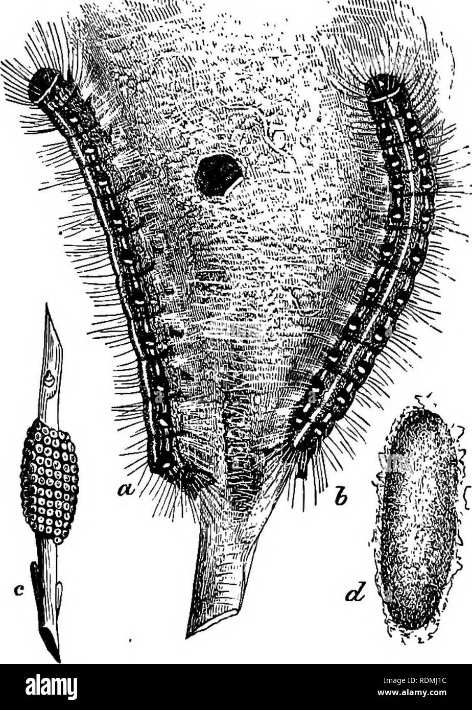 . Nützliche Vögel und deren Schutz. Enthält kurze Beschreibungen der häufigsten und nützliche Arten von Massachusetts, mit Berichten über ihre Ernährungsgewohnheiten, und ein Kapitel über die Mittel zur Gewinnung und Schutz der Vögel. Vögel, Vögel. 226 nützliche Vögel. Abb. 84. - Erbse Rüsselkäfer, viel vergrößert. hilft selbst Gentlich zu grünen Erbsen; aber Dr. Harris sagt uns, in seiner Arbeit über Insekten, die Vegetation, die dieser Oriole Splits öffnen die grüne Hülsen aus Gründen der Rüsselkäfer Larven in die Erbsen enthalten, wodurch sich die Verbreitung dieser schädlichen Insekten zu verhindern. Nuttall sagt, dass es dauert, Stockfoto