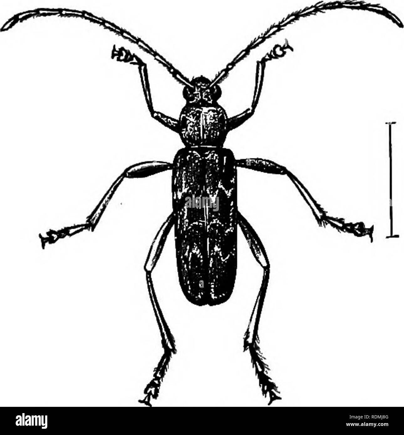 . Nützliche Vögel und deren Schutz. Enthält kurze Beschreibungen der häufigsten und nützliche Arten von Massachusetts, mit Berichten über ihre Ernährungsgewohnheiten, und ein Kapitel über die Mittel zur Gewinnung und Schutz der Vögel. Vögel, Vögel. Singvögel der Obstgarten und Wald. 175. Professor Kiug in Wisconsin gefunden Käfer, einschließlich snap Käfer und langweilig Käfer, in den Mägen der vierzehn Arten.. In Massachusetts, er ernährt sich vor allem von Käfern, wobei viele, dass die Bohrung in der Rinde oder Holz. Er ernährt sich auch auf die Eier der Insekten, und auf Hibernating larvse und Ameisen. Maßstab Insekten werden berücksichtigt Stockfoto