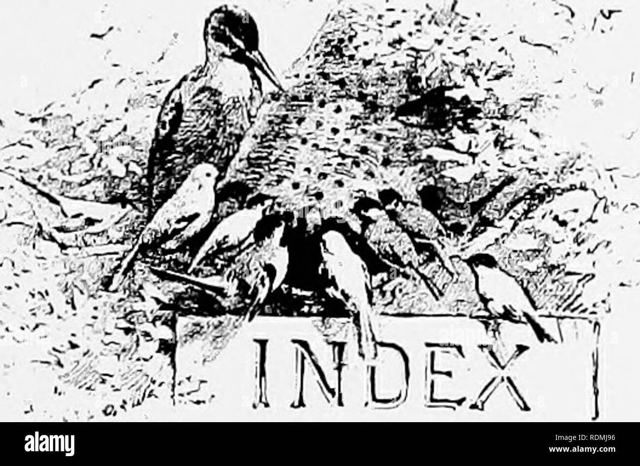. Mein studio Nachbarn. Natural History. Agalkna, Haus Spinne, 7. Alypia Rebe - Moth, 160. Andromeda (W. liguslriua), singular Gruß an die Biene, 126; Inneneinrichtung der Blume, 128; re-lease von Llie Pollen, 129. Angrxcum, orcliid von Madagaskar, mit nektarium elf Zentimeter lang, 210 - Ameisen" herding Die aphides, 166; ein Modell Honig-Bauernhof, 167. • "Ant-Löcher", 61. Aphides, Läuse, Gründer des Festes, 165; von Ameisen, 167 Getrieben. Apocynuni, dogbane, 236. Apj' ophora, Gischt, 82. Arethusa bulbosa, Orchidee, 175. Argiope, Feld Spinne, 8. Aristolochias, 119. Aristoteles, 23. Arum, Stockfoto