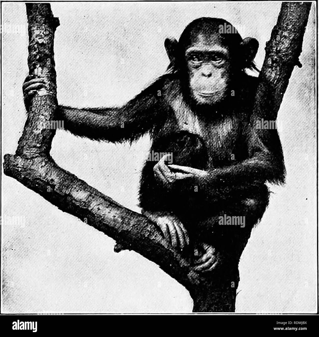 . Die American Natural History: eine Stiftung für nützliches Wissen der höheren Tiere von Nordamerika. Natural History. GOEILLA UND SCHIMPANSE Arme und Brust sind von enormer Proportionen. 1 Das Antlitz des Gorilla sehr hässlich und abstoßend, und die Form der Schädel ist viel weiter aus, dass der Mann als sind die der Schimpansen und Orang-Utans. Seine Haut ist Schwarz, und das Haar der ausgewachsenen Exemplaren grizzly Grau. Der Gorilla bewohnt nur einen sehr kleinen Bereich in Westafrika, direkt auf dem Äquator, zwischen den Flüssen aus Okumen und Kongo, und Verlängerung nur zwei hundert Meilen wieder her Stockfoto