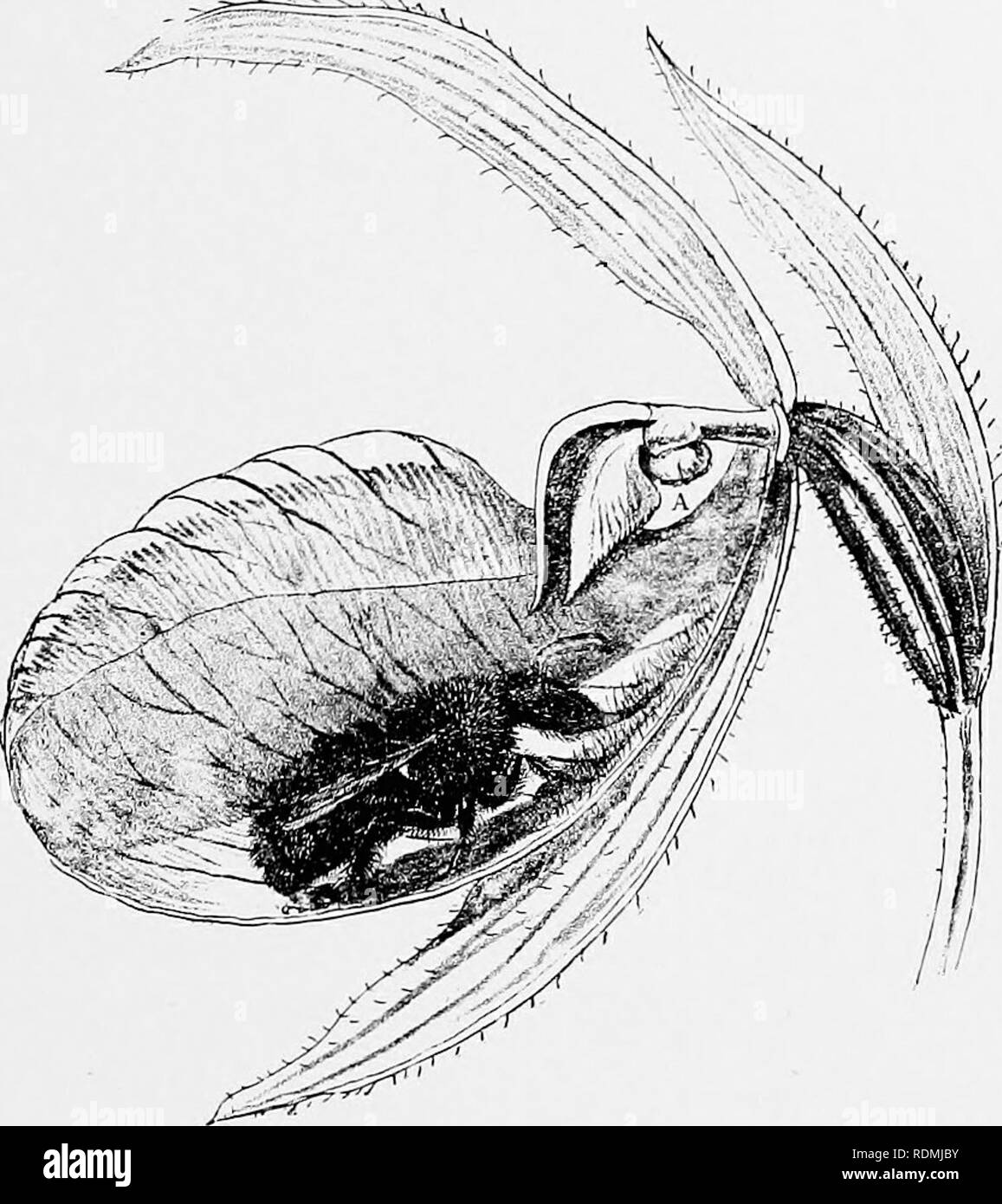 . Mein studio Nachbarn. Natural History. Ein paar einheimische Orchideen 211 geringfügige Änderung in der Statik des Hp. In einem anderen Moment, hat er diese Prüfung bestanden, und sein Kopf ist aus dem Fenster - wie die Öffnung (A) auf einer Seite der Spalte gesehen. Aber seine Kämpfe. Fi'18 eine noch nicht beendete, für seinen Ausstieg ist noch etwas durch die schmalen Abmessungen der Öffnung überprüft, und auch durch die Inhaftierung der Staubbeutel, die seine Thorax jetzt angetroffen hat. Eine seltsame ETI-quette dieses von Cypripedium, welche Geschwindigkeiten seine. Bitte beachten Sie, dass diese Bilder aus gescannten Seite Bilder, Biene haben können extrahiert werden Stockfoto